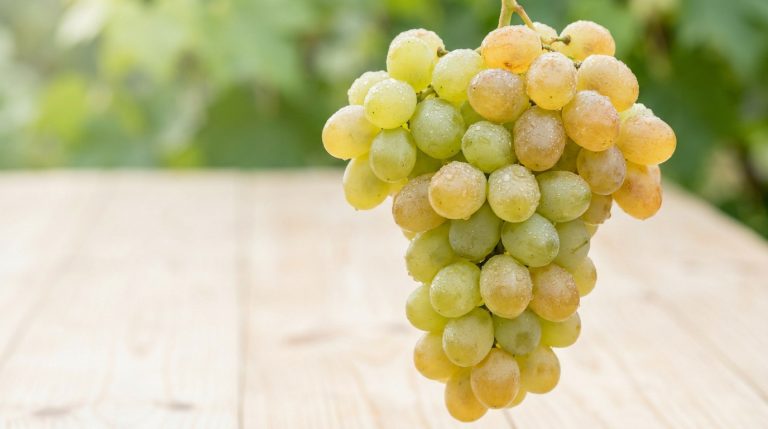 Grappe de raisin blanc frais et juteux avec des gouttes d'eau sur une table en bois clair, fond vert flou.